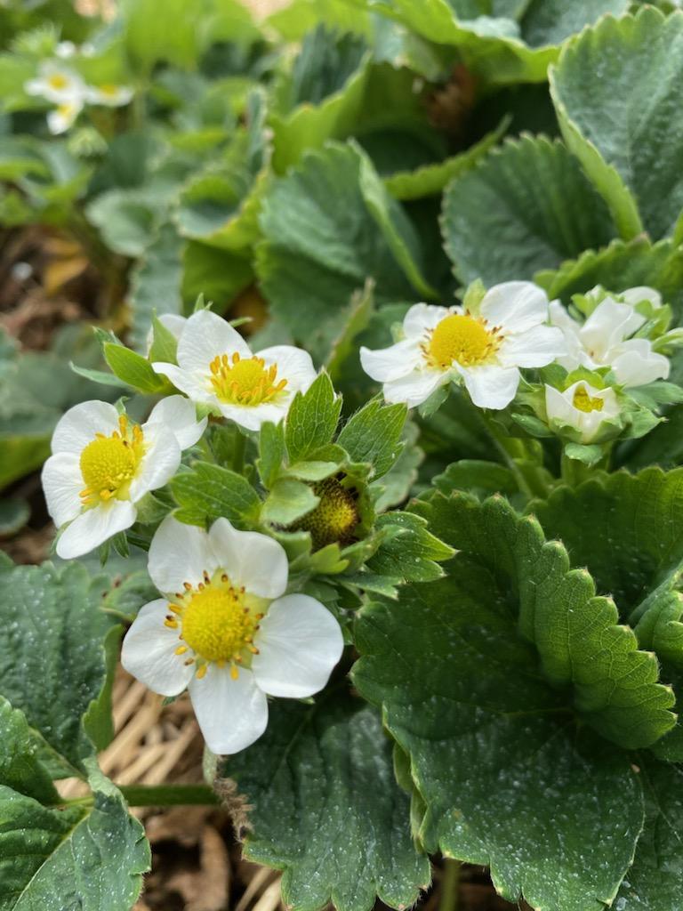 strawberries